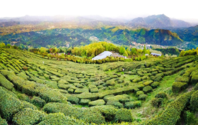 2022年漢中仙毫新茶開(kāi)采 拉開(kāi)陜西春茶上市序幕縮略圖 2022年漢中仙毫新茶開(kāi)采 拉開(kāi)陜西春茶上市序幕縮略圖