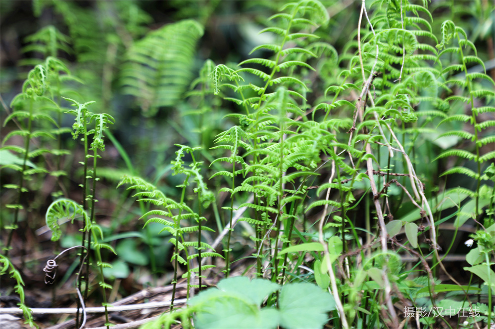 【公告】漢江源景區(qū)恢復(fù)開園，清明節(jié)免門票！插圖1