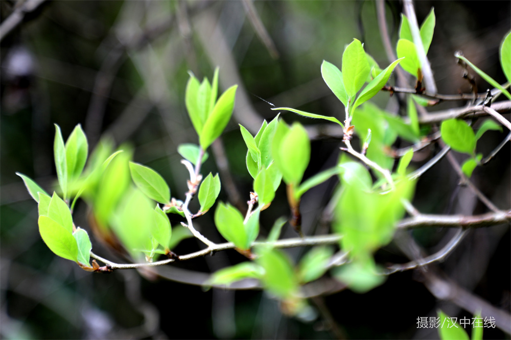 【公告】漢江源景區(qū)恢復(fù)開園，清明節(jié)免門票！插圖2
