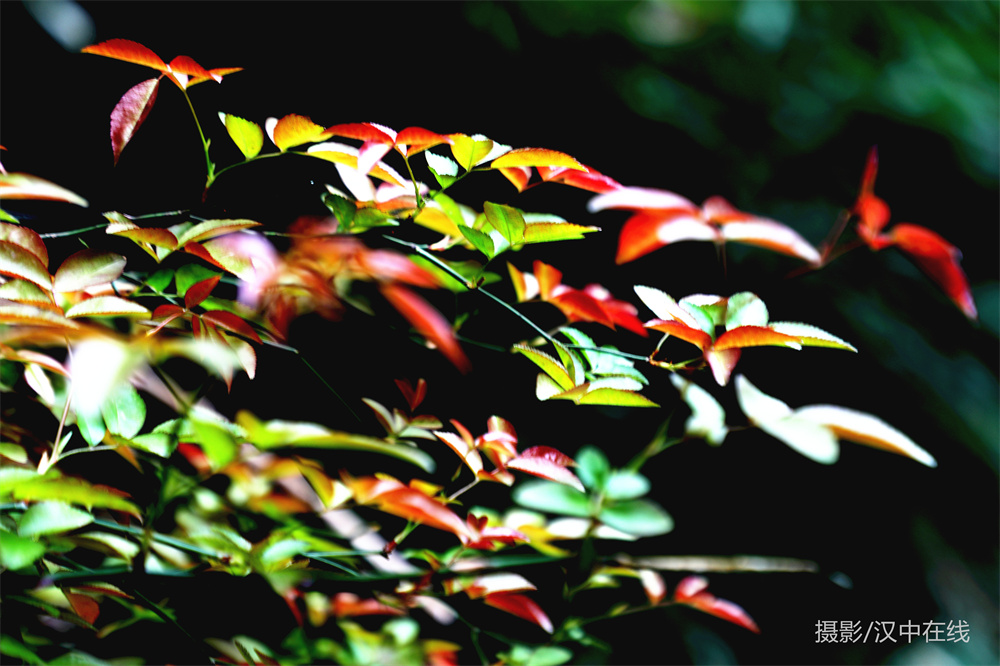 【公告】漢江源景區(qū)恢復(fù)開園，清明節(jié)免門票！插圖3