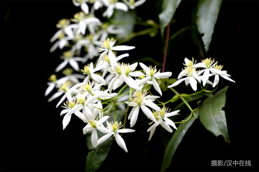 【公告】漢江源景區(qū)恢復(fù)開園，清明節(jié)免門票！插圖6