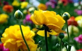 春游踏青，這些植物千萬別碰！縮略圖