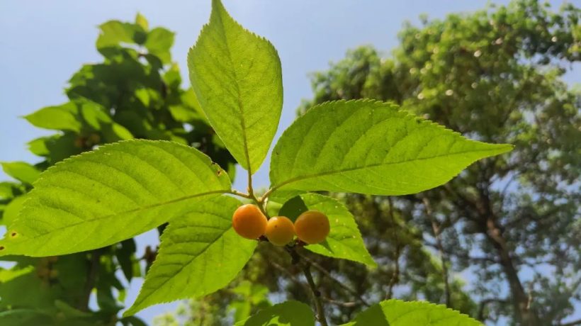 漢中這里的櫻桃漸紅，甜蜜盛宴即將開(kāi)啟！插圖14