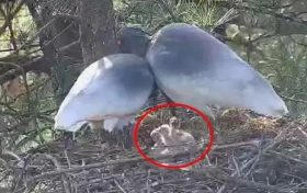 漢中3只朱鹮寶寶出生！為2022年人工可監(jiān)測(cè)到的首窩朱鹮幼鳥(niǎo)縮略圖