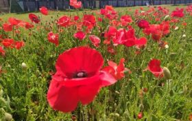 超美！漢中虞美人花海釋放繽紛活力，快來欣賞如畫美景縮略圖