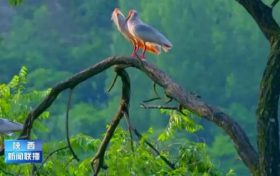 野外朱鹮數(shù)從7只擴(kuò)大7000多只！陜西生物多樣性實(shí)現(xiàn)恢復(fù)性增長(zhǎng)縮略圖