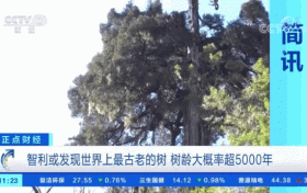 世界上最古老的樹？樹齡或超5000年！長這樣→縮略圖