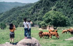 漢中的夏天這樣玩！上山入林，抓魚采蜜，偶遇金絲猴……實(shí)名慕了！縮略圖