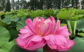 以夏天的名義，來(lái)漢中這里遇見不容錯(cuò)過(guò)的風(fēng)景！縮略圖