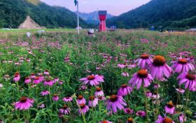 相約在夏季，徜徉在漢中這片花海，美到心醉！縮略圖