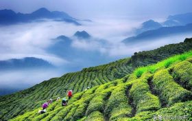 喜報！漢中仙毫斬獲多枚獎牌！縮略圖