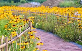 相約在夏季，徜徉在花海，美到心醉！縮略圖