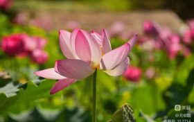 漢中這片梯田荷花驚艷綻放！太出片了縮略圖