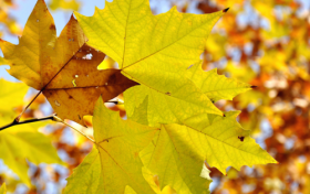 8月7日將迎立秋，但暑氣一時難消縮略圖