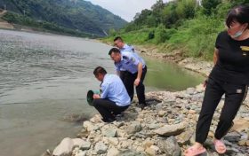 重約5斤，寧強(qiáng)救助一條野生大鯢縮略圖