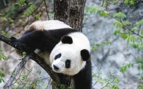 漢中佛坪這位“美人”驚艷了世人！縮略圖