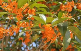 儀式感拉滿！漢中秋天的十種浪漫打開方式→縮略圖