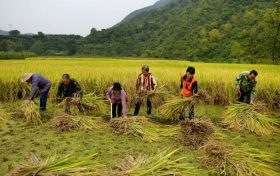 漢中市略陽(yáng)縣：又是一年好“豐”景縮略圖