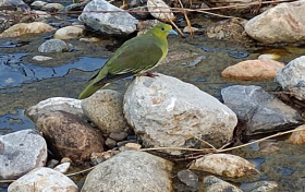 佛坪再現(xiàn)紅翅綠鳩佛坪亞種縮略圖