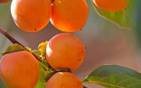 來青木川——我和秋天有個約會縮略圖 來青木川——我和秋天有個約會縮略圖