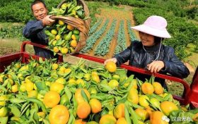 漢臺(tái)：柑橘成熟季 果農(nóng)采摘忙縮略圖