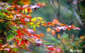 流金溢彩，秋色秘境，佛坪漫山紅葉已上線~縮略圖