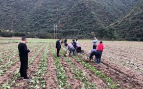 留壩縣搶抓農(nóng)時(shí)秋種忙 繪就來(lái)年好“豐”光縮略圖