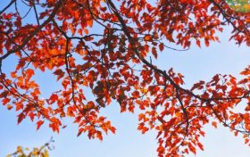 龍頭山彩林觀賞指數(shù)“爆表” ，萬(wàn)木斑斕，色彩濃郁，美似油畫~縮略圖