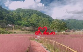 沙窩村粉黛亂子草已綻放！秋日“限定”等你來(lái)打卡縮略圖