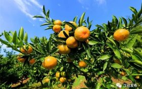 漢中市漢臺區(qū)柑橘成熟季 果農采摘忙縮略圖