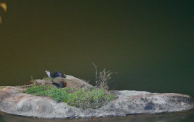 網(wǎng)友在佛坪偶遇野生水獺曬太陽，結(jié)伴嬉戲很可愛！縮略圖