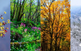 四季更迭，帶你領(lǐng)略佛坪季節(jié)之美！縮略圖