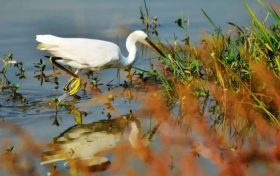 一群“小精靈”！漢臺江邊的這些鳥兒你見過嗎？縮略圖