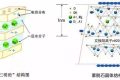 應對新冠要囤蒙脫石散？專家：備一兩盒正常，但未必是止瀉首選縮略圖