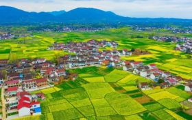 最新消息！南鄭區(qū)確定為2023中國(guó)最美油菜花海漢中旅游文化節(jié)主會(huì)場(chǎng)縮略圖