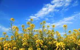 @所有人，漢中油菜花花期提前！你準(zhǔn)備好了嗎？縮略圖