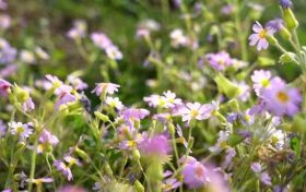 瀕危植物陜西羽葉報(bào)春在洋縣發(fā)源地再度盛開 曾消失百年縮略圖