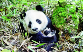 奇山秀水+秦楚巴蜀！漢中“贏麻”了縮略圖