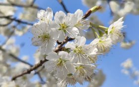 西鄉(xiāng)櫻花開了，快來賞花吧縮略圖