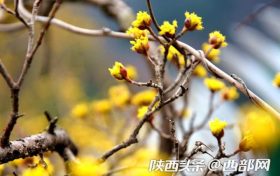 漢中佛坪：春光明媚 花影婆娑 不負(fù)好時光縮略圖