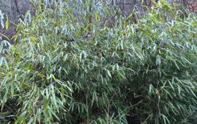 首次！佛坪人工竹林引來(lái)野生大熊貓！縮略圖