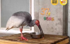 破紀錄！全球最長壽朱鹮平平37歲啦！縮略圖