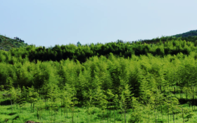 開(kāi)辟新路徑！城固陳家灣村這個(gè)基地有亮點(diǎn)→縮略圖