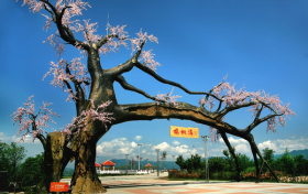 “五一”假期，西鄉(xiāng)櫻桃溝景區(qū)提升現(xiàn)新貌！縮略圖