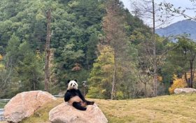 可愛暴擊！秦嶺大熊貓賣萌撒歡現(xiàn)場→縮略圖