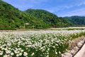 花都開(kāi)好了，來(lái)佛坪邂逅白色浪漫！縮略圖