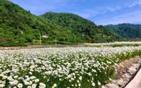 花都開好了，來佛坪邂逅白色浪漫！縮略圖