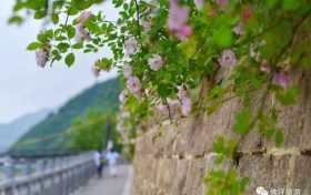 薔薇花怒放！快來打卡佛坪這些“網(wǎng)紅花墻”！縮略圖