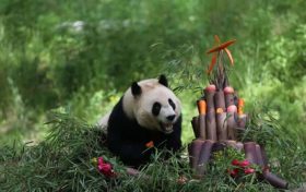 秦嶺大熊貓生日“吃席”名場面來啦！縮略圖