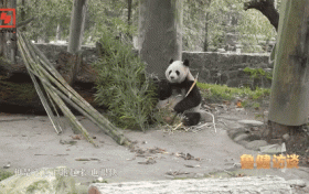 央視報道：與“熊貓院士”一起開啟佛坪尋貓之旅！縮略圖